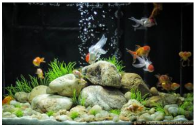 serie_professionnelle_aquariophilie_image_0.png serie_professionnelle_aquariophilie_image_0.png